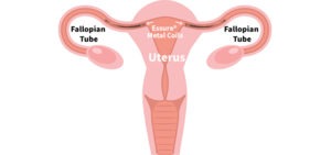 uterus