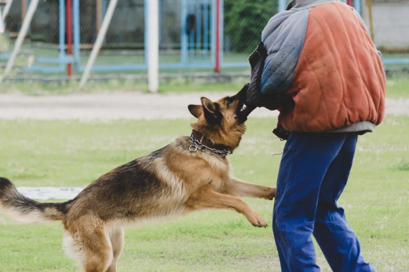 How to Start a Dog Bite Claim in Ontario: Your Complete Guide